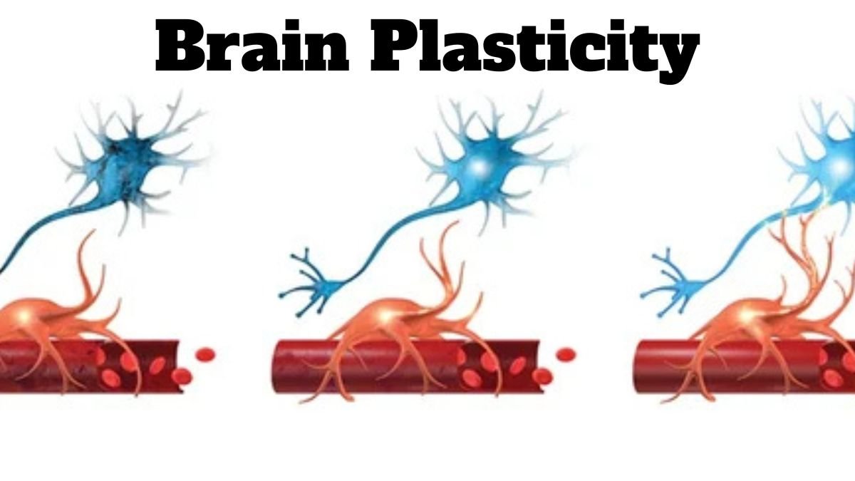 Brain Plasticity: How the Brain Heals After Injury